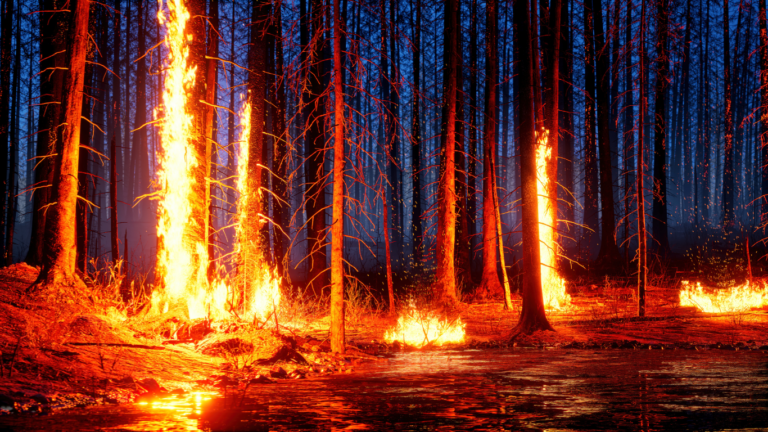 Fire Safety, Forest Fires, Mountain Fires and the Importance of CPR and First Aid Certification in Malibu, Camarillo, Thousand Oaks, and Ventura County